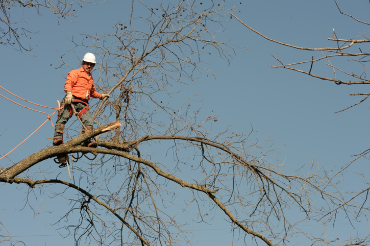 Factors to Consider While Doing Tree Removal Process