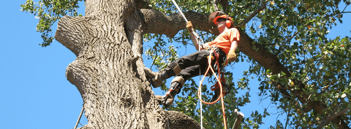 Evacuating the Tree Quickly and Efficiently