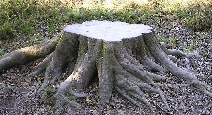 Get Quotes for Stump Removal in Melbourne from Arborists