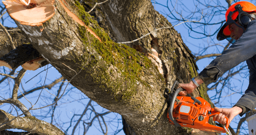 Important Points to Enlist a Professional for Hazardous Tree Removal