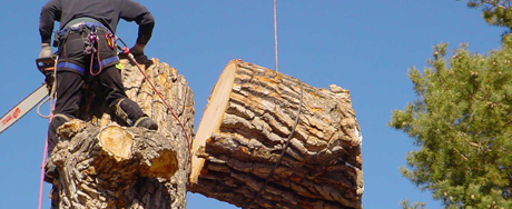 Tree and Stump Elimination in Melbourne – What you ought to know?