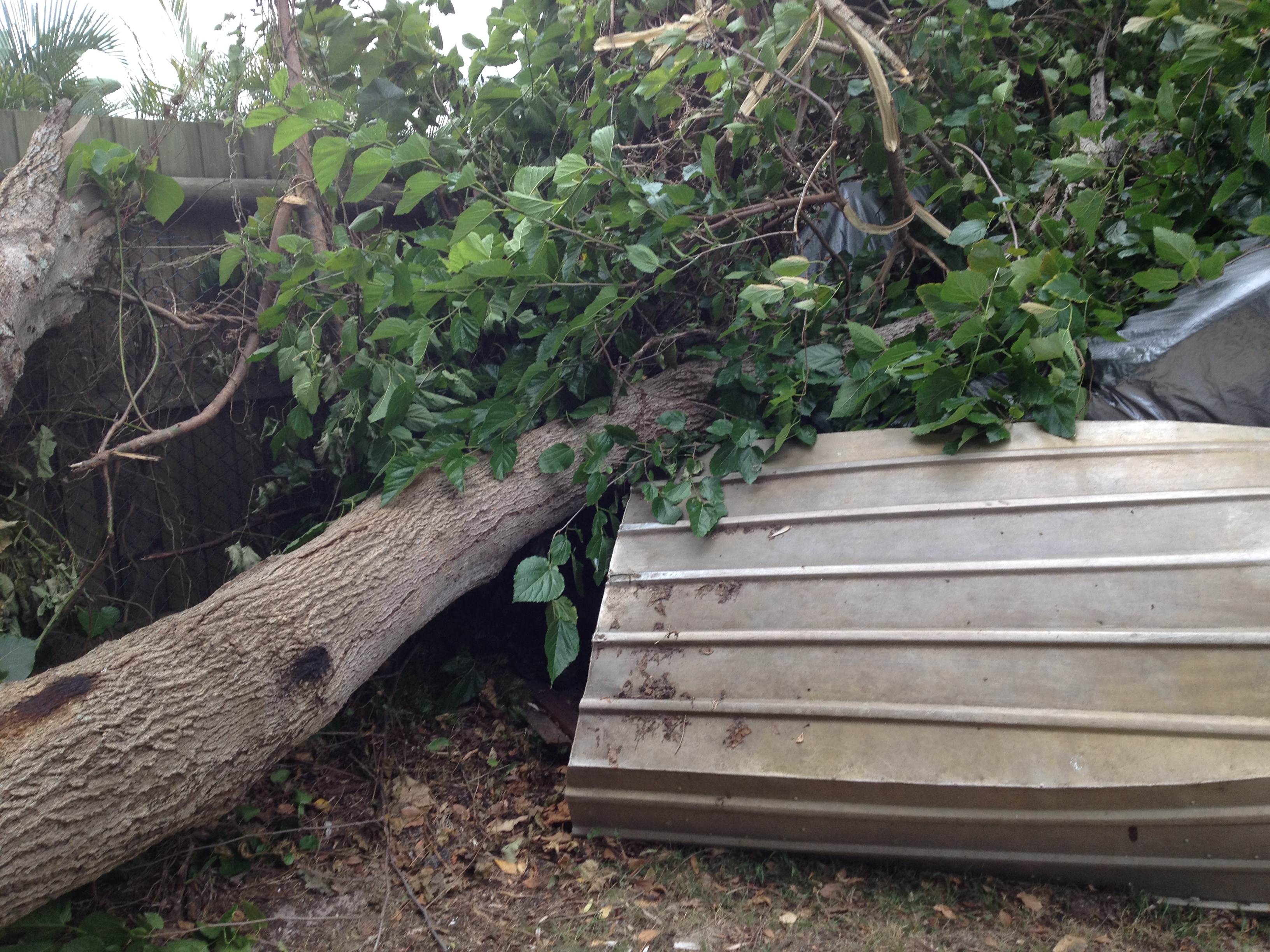 Searching For a Tree Removal Company in Melbourne
