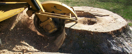 Stump-Removal-Melbourne