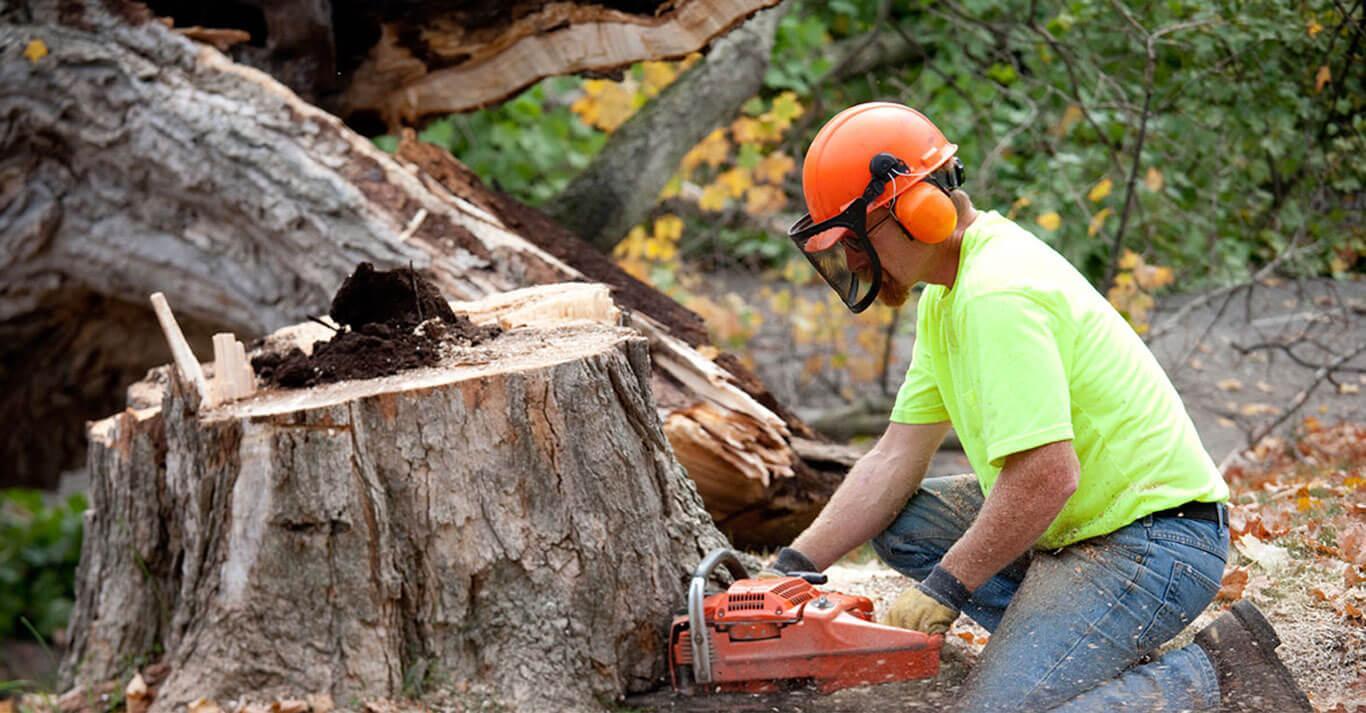 Few Crucial Factors to Keep in Mind While Tree Removal