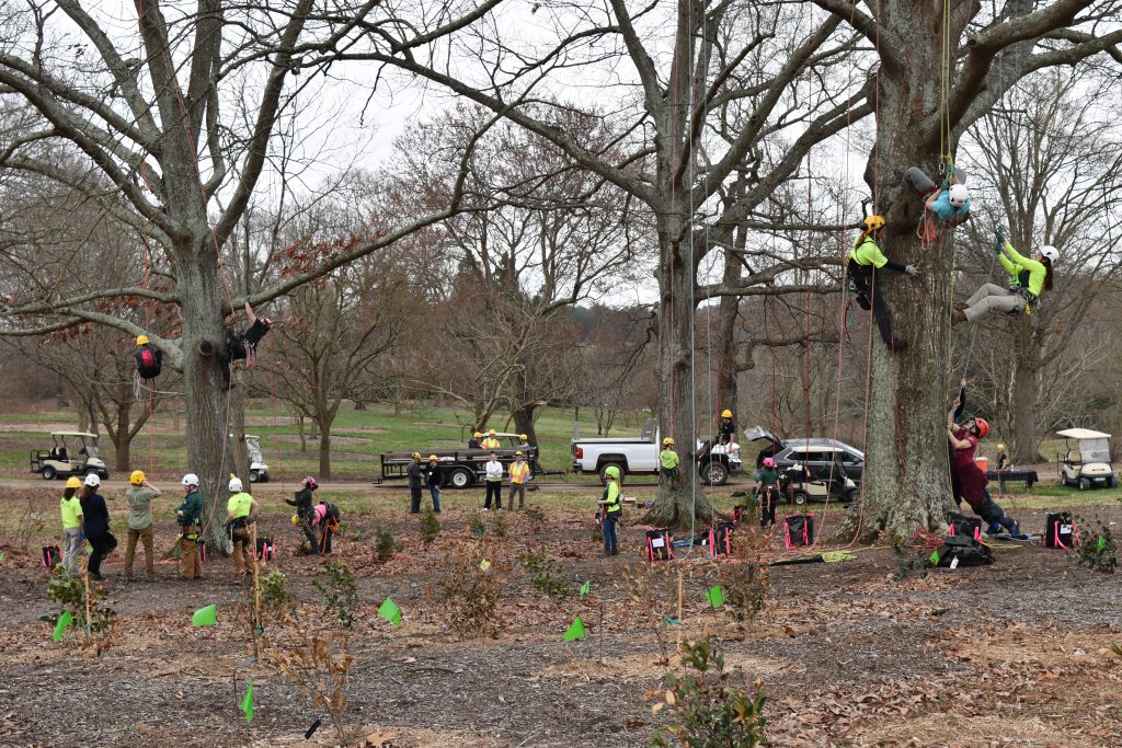 Importance of Stump Removals Melbourne