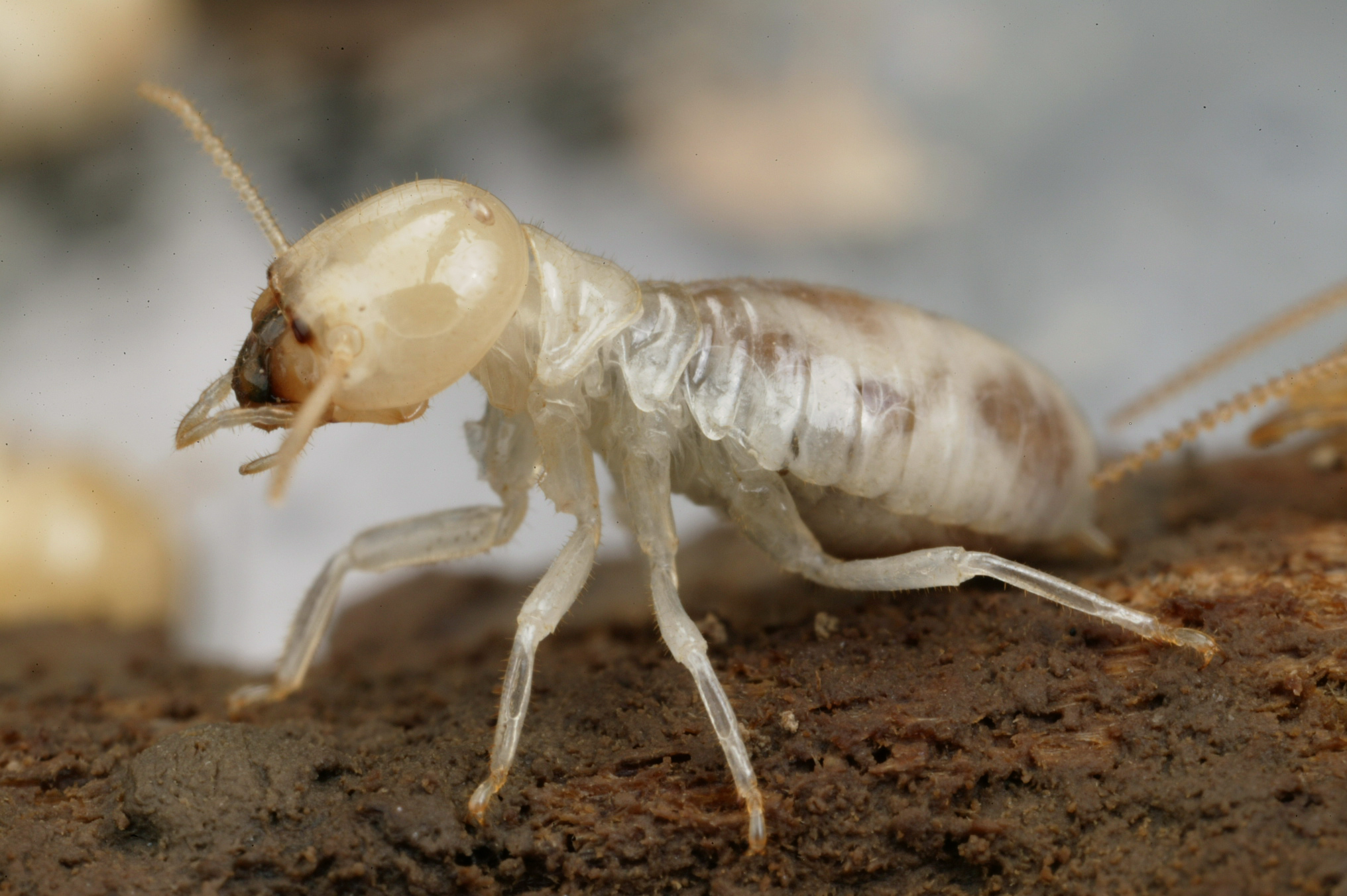 Benefits of Termite Inspection and pest control service