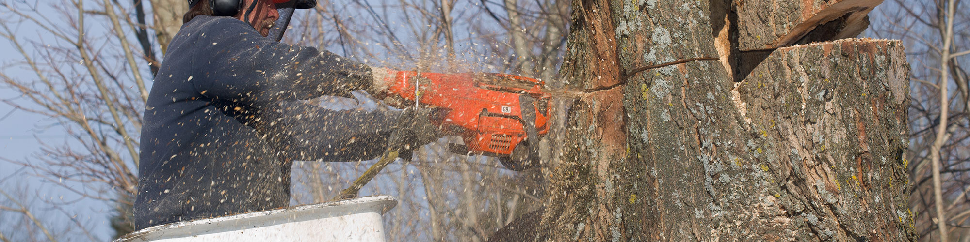 What things to take care of with tree pruning?