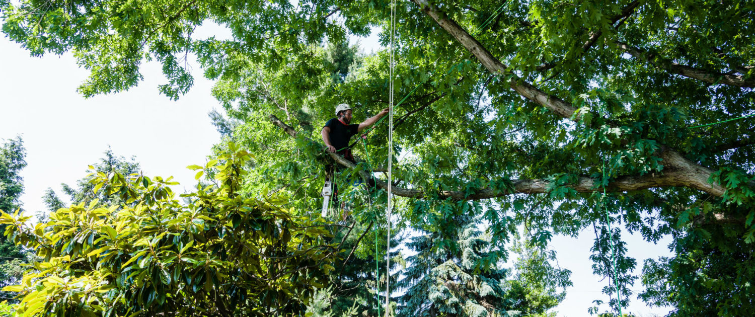 Key reasons why you should use tree pruning Adelaide hills service?