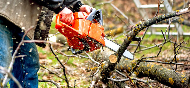 DO YOU NEED AN ARBORIST OR A TREE LOPPER?