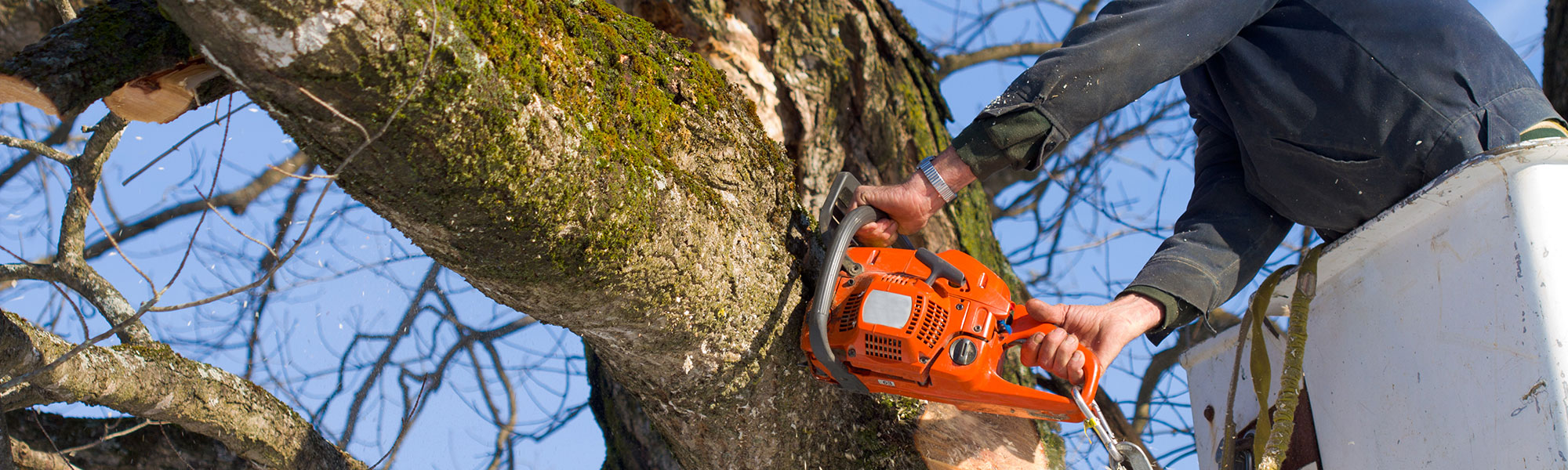 Some important things need to look before tree removal