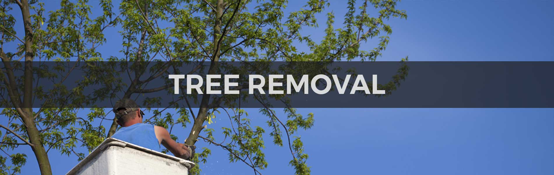 What is the certified arborist? And why should I hire them for best tree care?