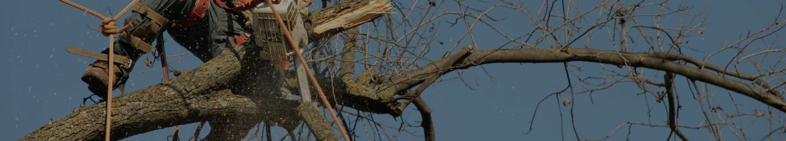 What should You Know About Tree Removal