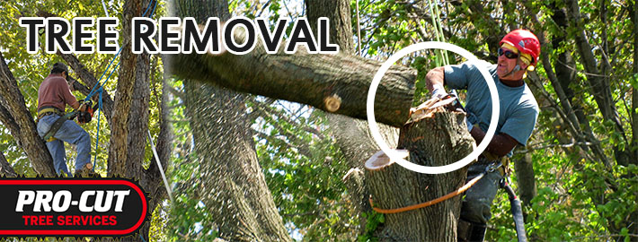 What Should You Ask the Tree Removal Specialist Before Taking A Service