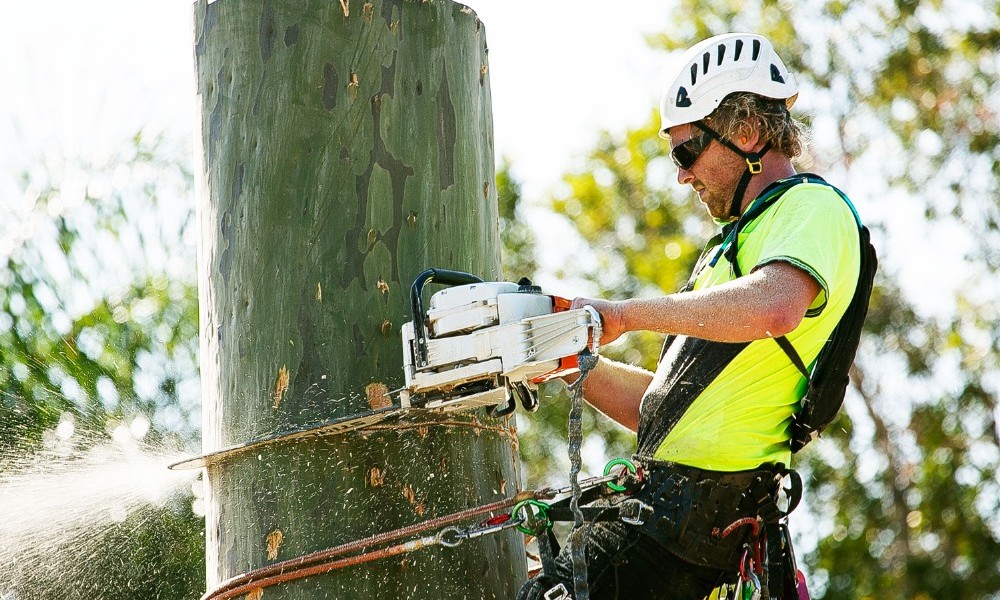 Tree Removal Adelaide Makes The Safer And More Attractive Yard