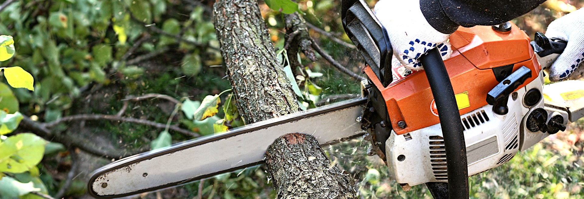 What Needs To Know About Tree Removal Process?