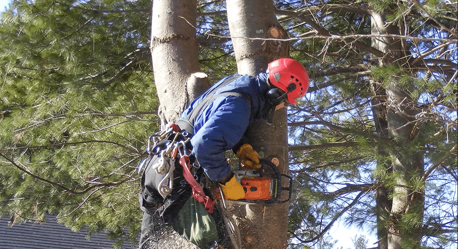 What Are The Benefits of Hiring Professional Tree Removal Company?