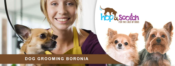 Top 5 tips on grooming to make your dog healthy and hygienic