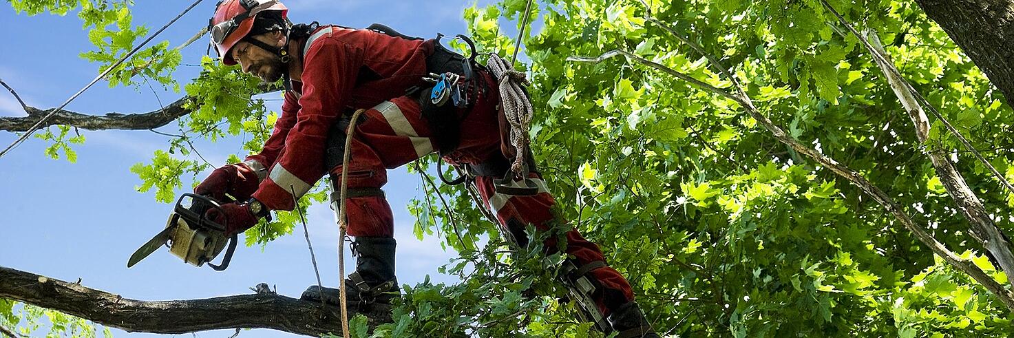 What tree removal is and what different things it involves in it?