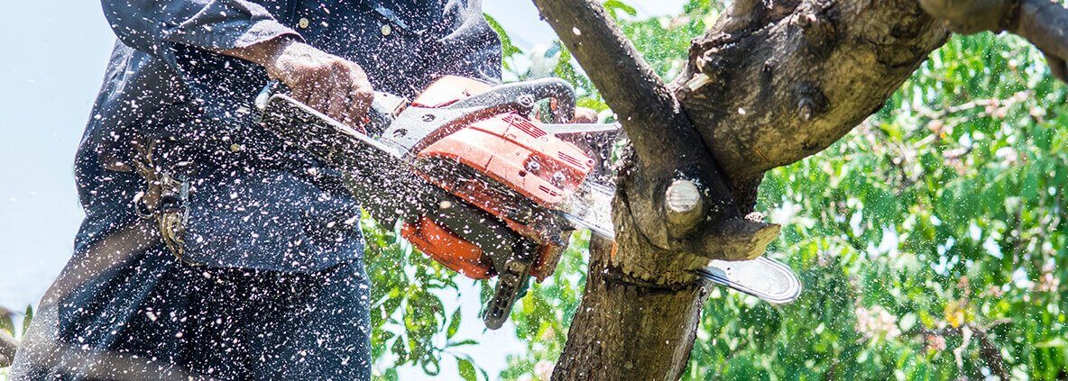 The Factor That Can Make Your Tree Removal In Adelaide A Bit Costly