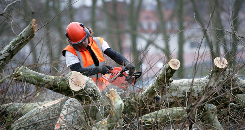 Which Techniques Used By Experts To Give Safest Tree Removal Services?