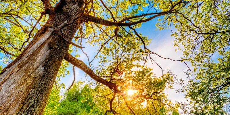 A Complete Tips You Should Consider for Tree Removal Services