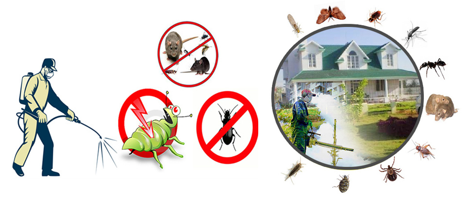 Pest Control Melbourne