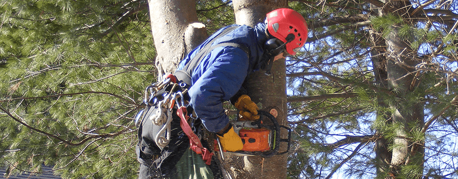 Tree Removal Melbourne