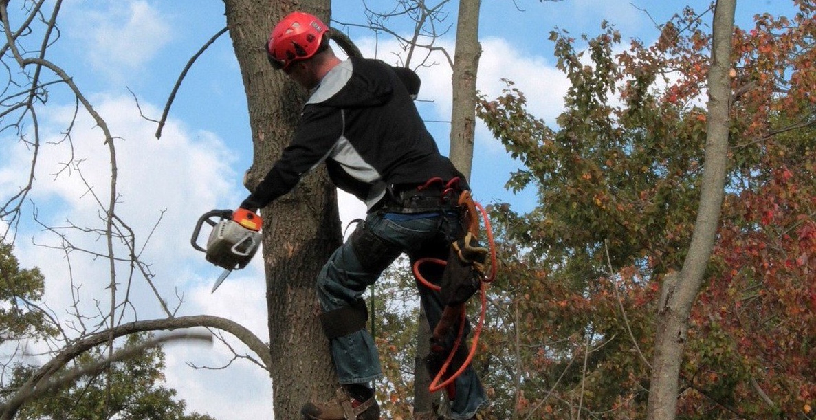 Tree Removal Melbourne