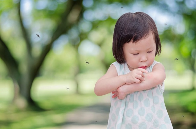 Mosquito Control Cape Cod