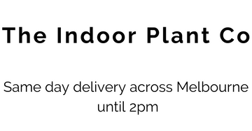 The Indoor Plant Co