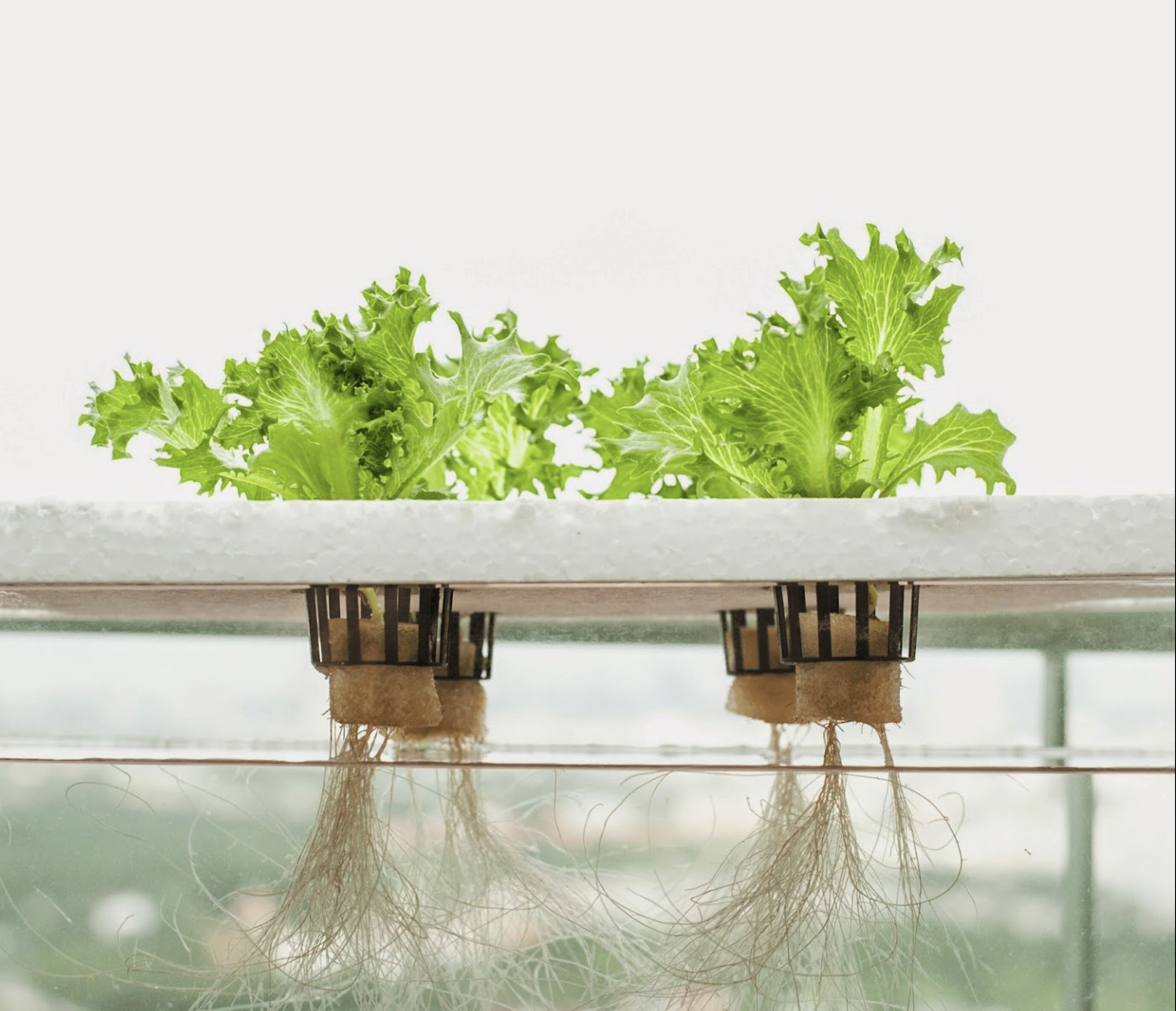 Exploring the Role of Hydroponic Suppliers in Sustainable Food Production