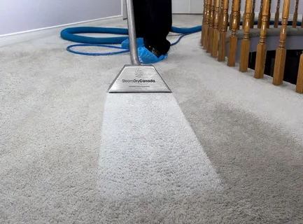 5 Reasons Your Home Needs Expert Carpet Cleaning Services