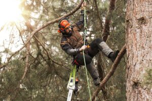 Arborist