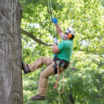 Arborist Melbourne