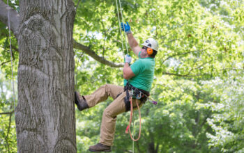 Arborist Melbourne