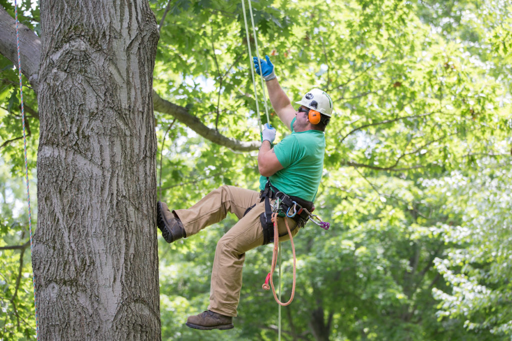 How Tree Removal Can Prevent Property Damage?